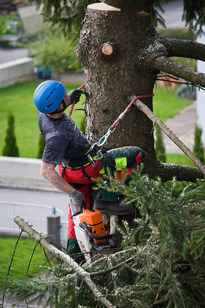 How Our Tree Care Process Works  in  South Nyack, NY